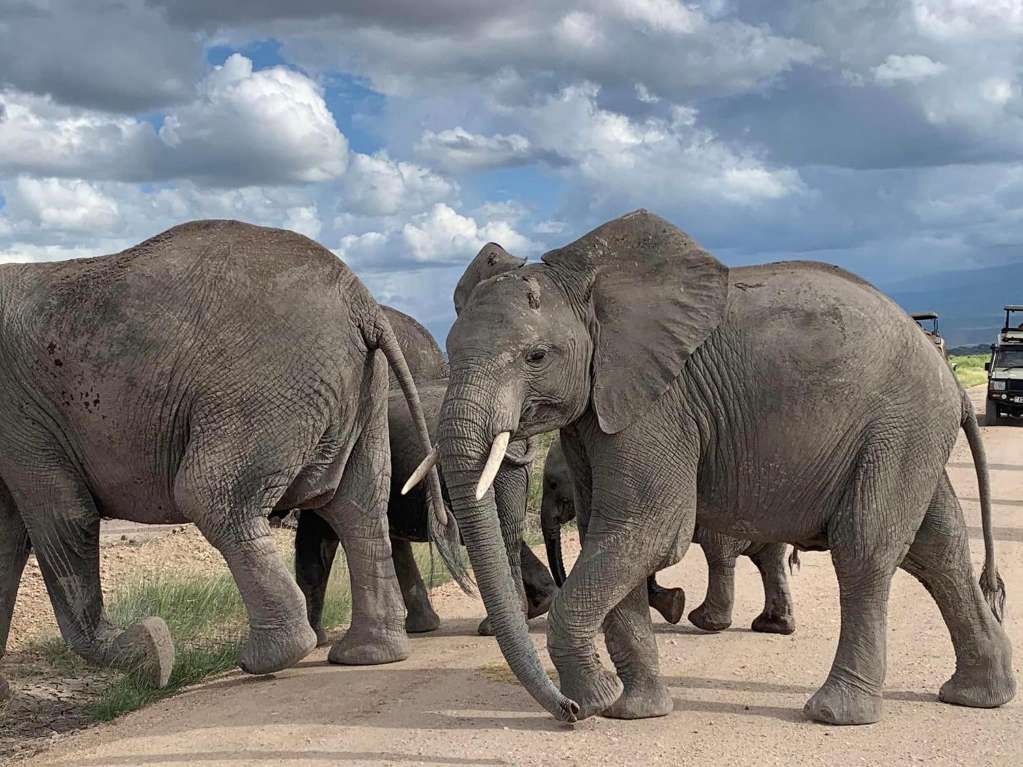 Amboseli Discovery Camp Zewnętrze zdjęcie