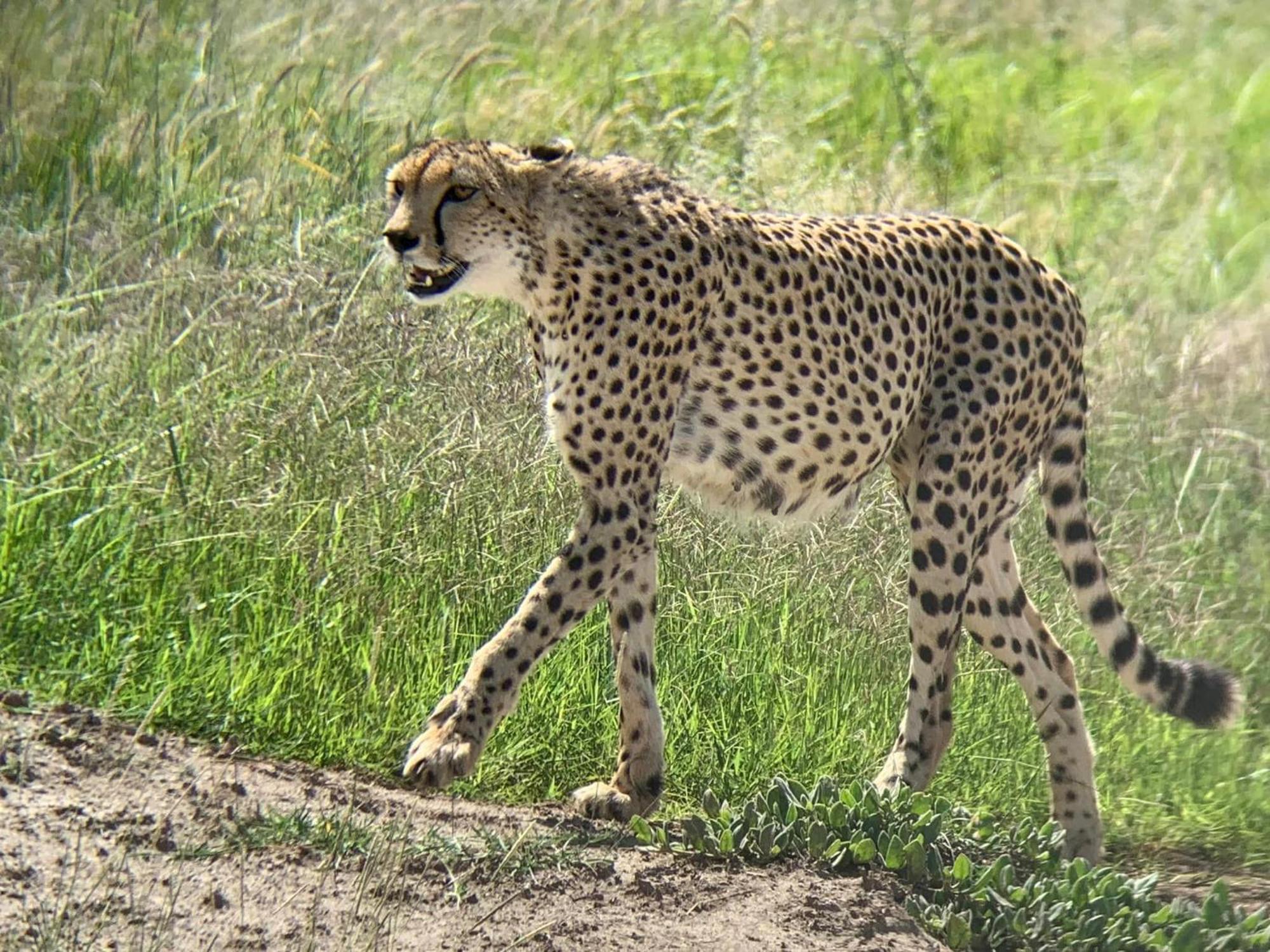 Amboseli Discovery Camp Zewnętrze zdjęcie