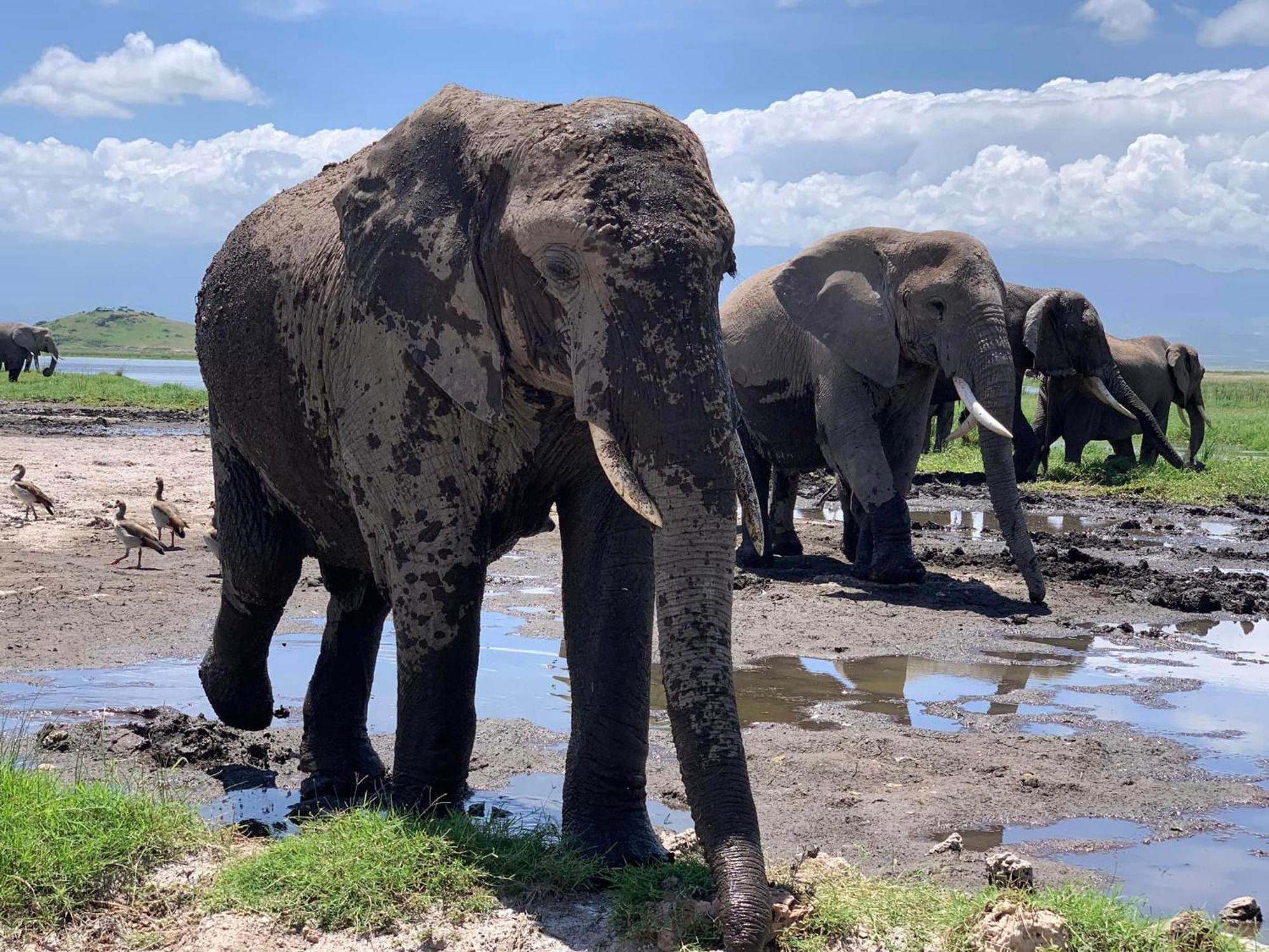 Amboseli Discovery Camp Zewnętrze zdjęcie