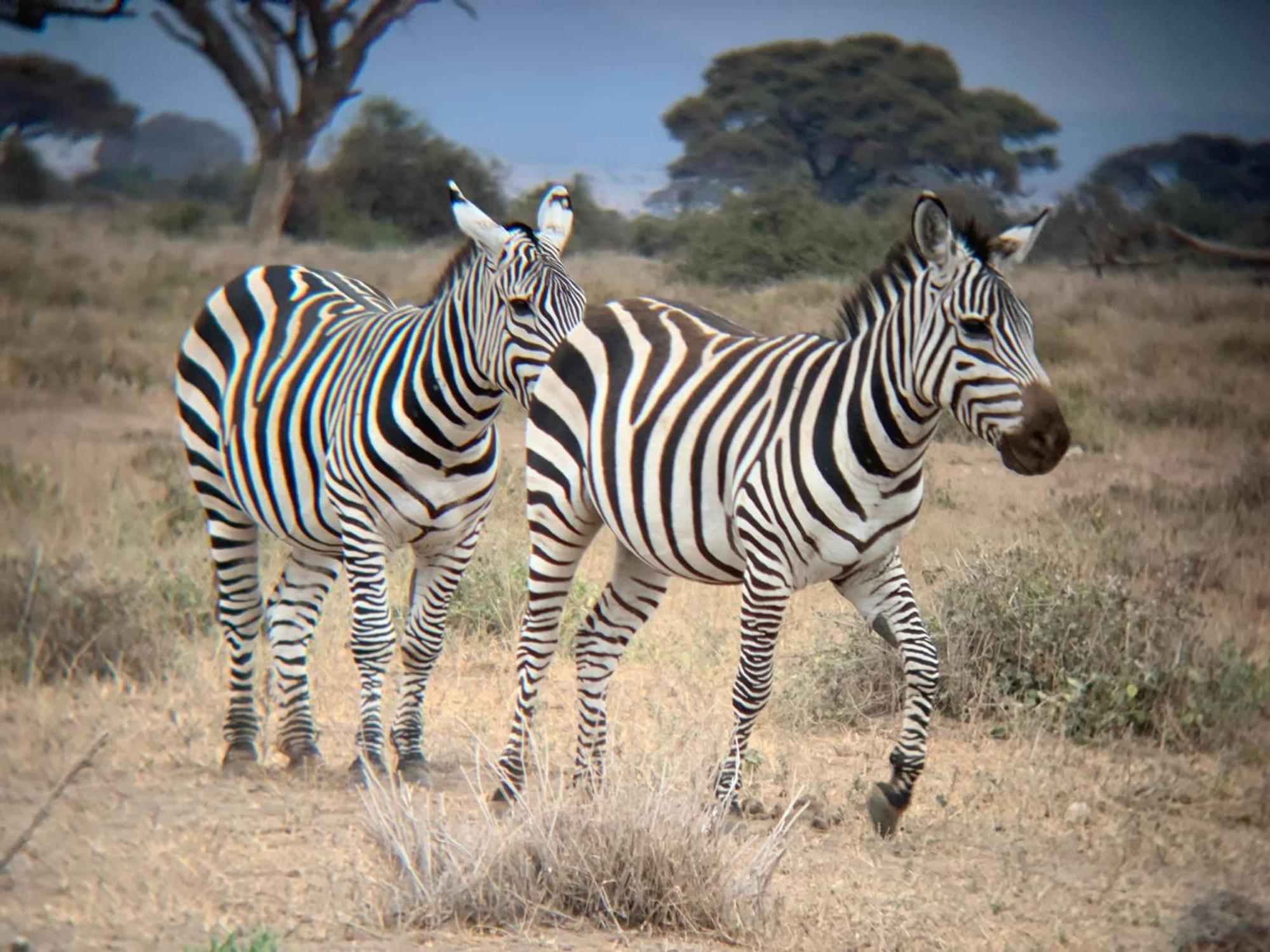 Amboseli Discovery Camp Zewnętrze zdjęcie