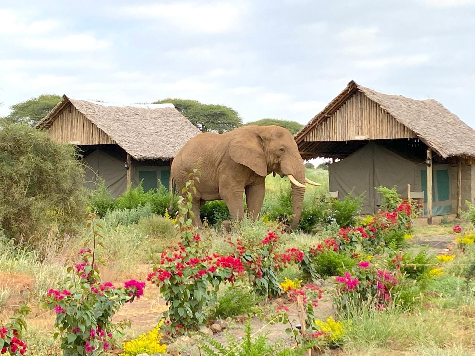 Amboseli Discovery Camp Zewnętrze zdjęcie